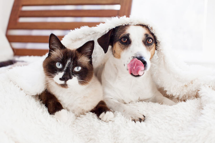 Is It Safe for Cats to Eat Dog Treats?