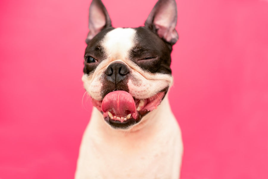 Tracking Down the Cause of Your Dog’s Bad Breath