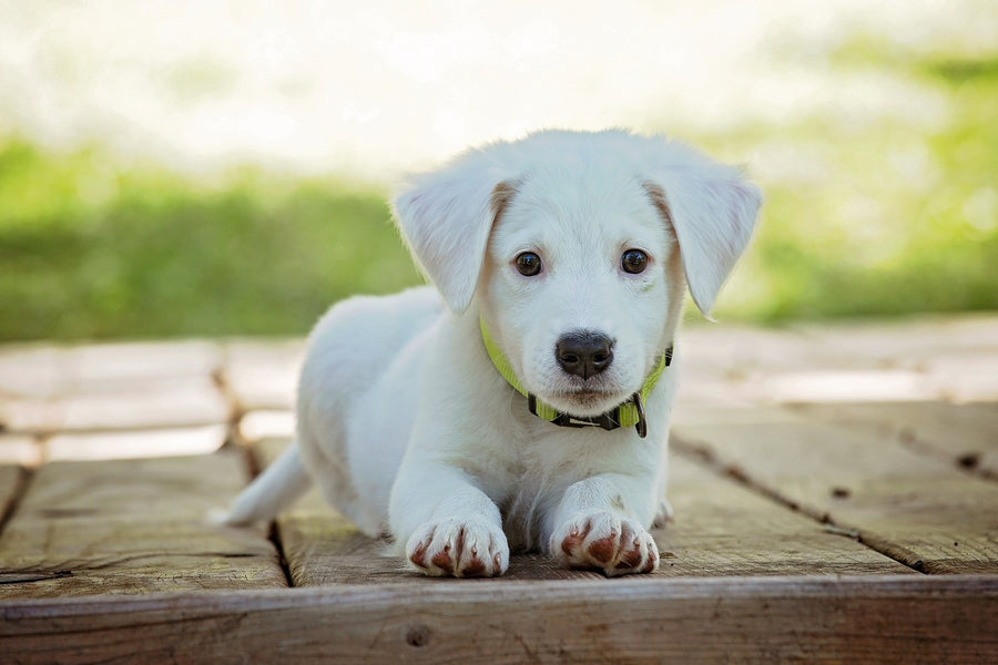 How To Train Your Puppy