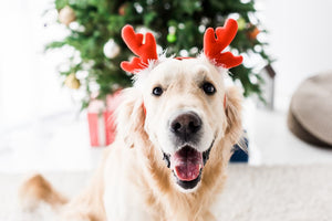 Happy Howl-idays! Tips to Keep Your Dog Safe This Holiday Season