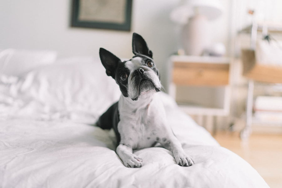 How to Spot a High-Quality Dog Treat