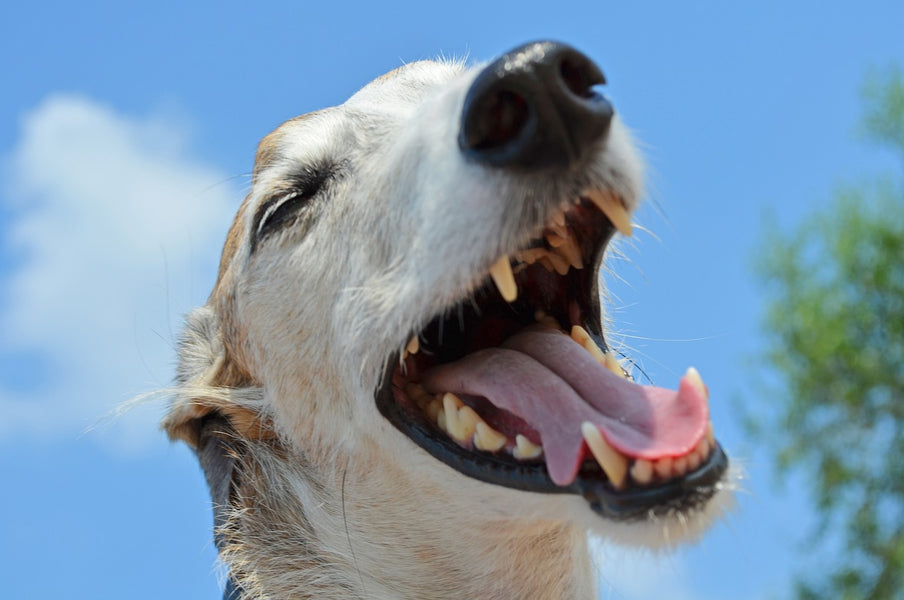 Dog Dental Care You Can Do At Home