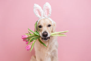 How to Include Your Dog In Easter Celebrations