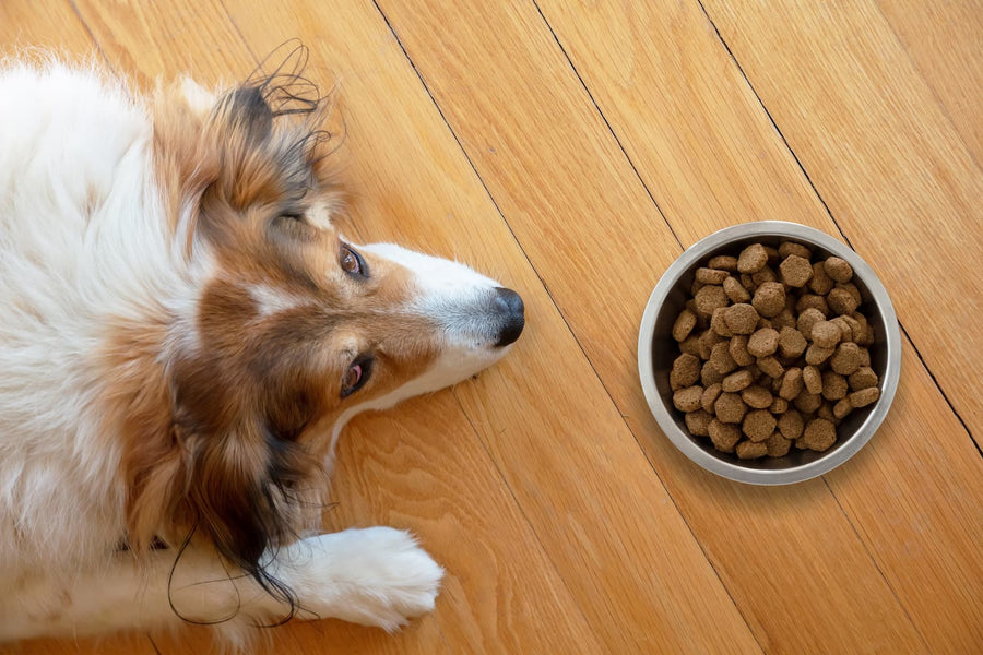 What are Limited Ingredient Dog Treats and Food?