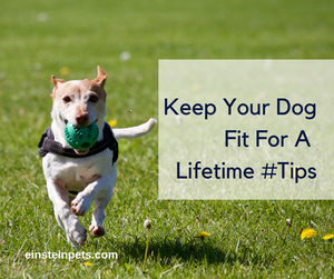 How To Keep Your Dog Fit And Healthy For A Lifetime