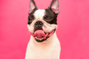 Tracking Down the Cause of your Dog's Bad Breath