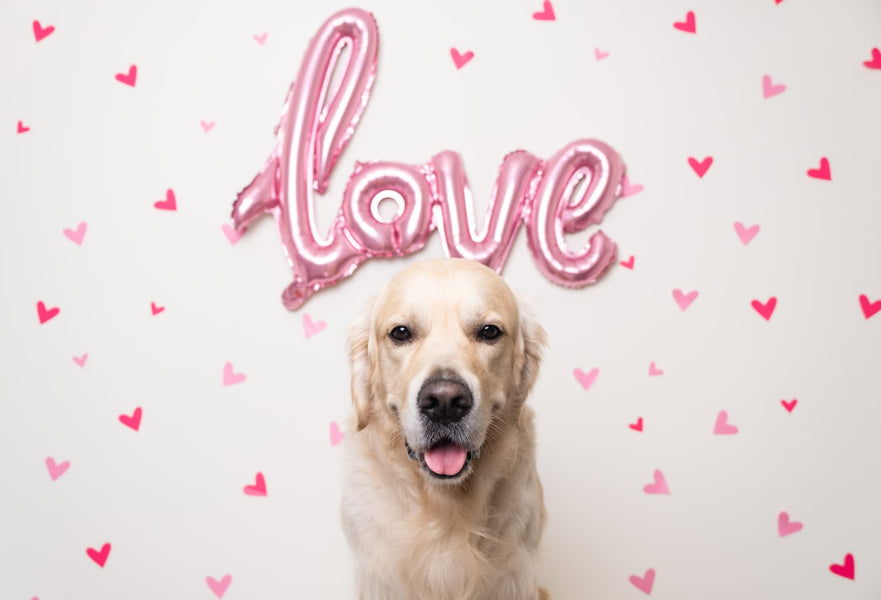 8 Fun Ways to Tell Your Dog “I Love You”