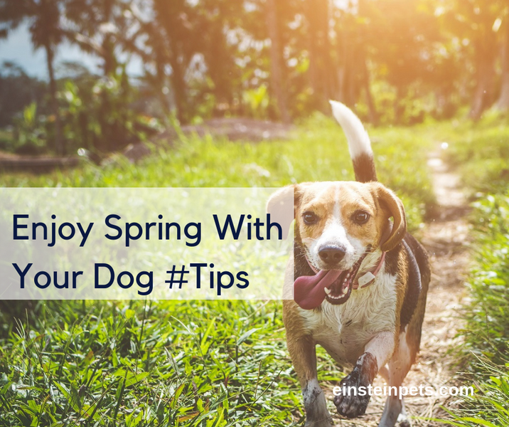 How To Enjoy Spring With Your Dog