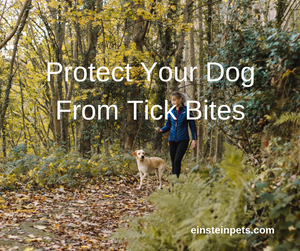 How To Protect Your Dog From Lyme Disease